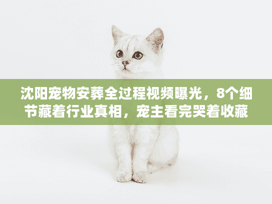 沈阳宠物安葬全过程视频曝光，8个细节藏着行业真相，宠主看完哭着收藏