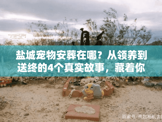 盐城宠物安葬在哪？从领养到送终的4个真实故事，藏着你要的答案