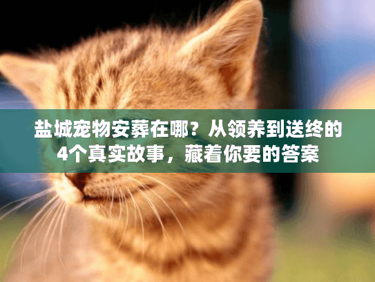 盐城宠物安葬在哪？从领养到送终的4个真实故事，藏着你要的答案