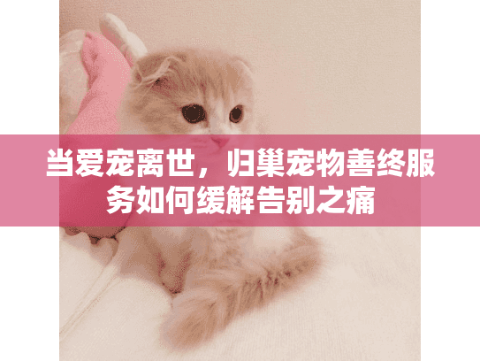 当爱宠离世，归巢宠物善终服务如何缓解告别之痛