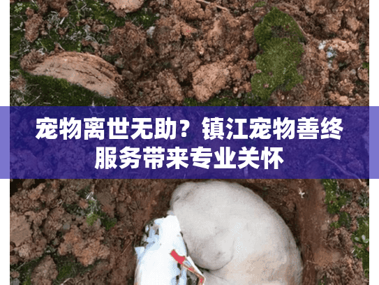 宠物离世无助？镇江宠物善终服务带来专业关怀