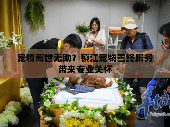 宠物离世无助？镇江宠物善终服务带来专业关怀