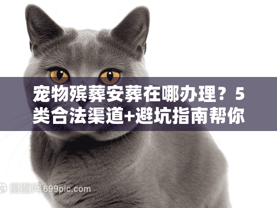 宠物殡葬安葬在哪办理？5类合法渠道+避坑指南帮你少走弯路