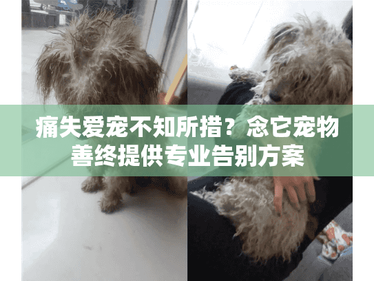 痛失爱宠不知所措？念它宠物善终提供专业告别方案