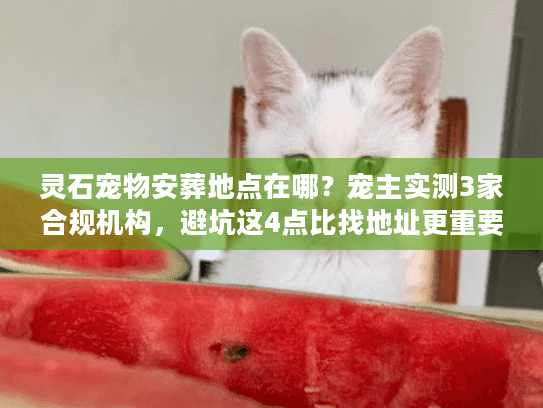 灵石宠物安葬地点在哪？宠主实测3家合规机构，避坑这4点比找地址更重要