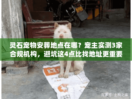 灵石宠物安葬地点在哪？宠主实测3家合规机构，避坑这4点比找地址更重要