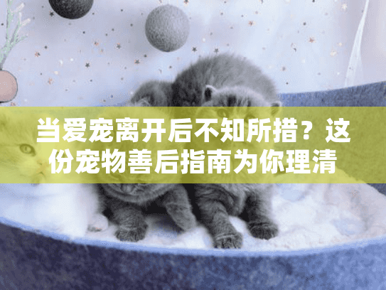 当爱宠离开后不知所措？这份宠物善后指南为你理清每一步