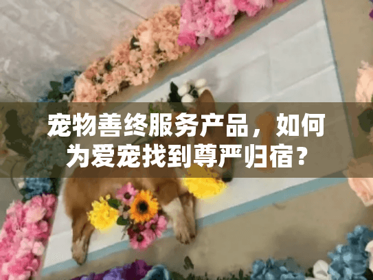 宠物善终服务产品，如何为爱宠找到尊严归宿？