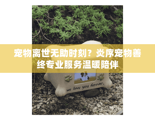 宠物离世无助时刻？炎序宠物善终专业服务温暖陪伴