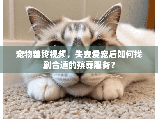 宠物善终视频，失去爱宠后如何找到合适的殡葬服务？