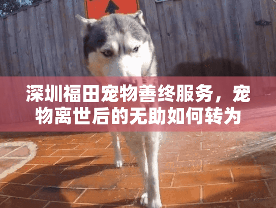 深圳福田宠物善终服务，宠物离世后的无助如何转为温暖告别