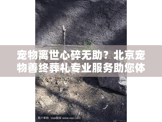 宠物离世心碎无助？北京宠物善终葬礼专业服务助您体面告别