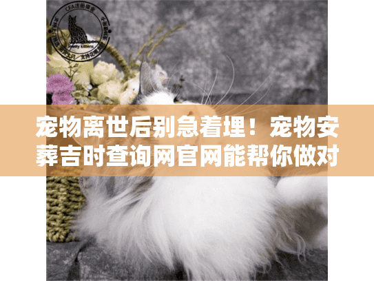 宠物离世后别急着埋！宠物安葬吉时查询网官网能帮你做对最关键的一步？