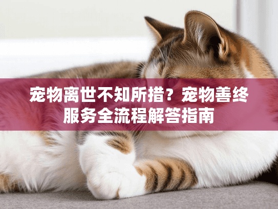 宠物离世不知所措？宠物善终服务全流程解答指南