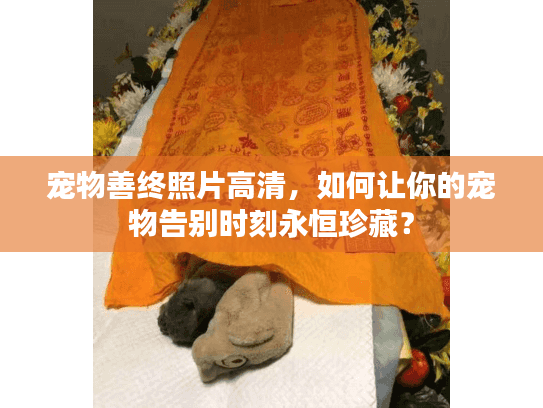 宠物善终照片高清，如何让你的宠物告别时刻永恒珍藏？