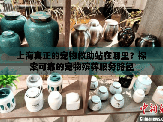 上海真正的宠物救助站在哪里？探索可靠的宠物殡葬服务路径
