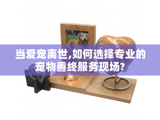 当爱宠离世,如何选择专业的宠物善终服务现场?