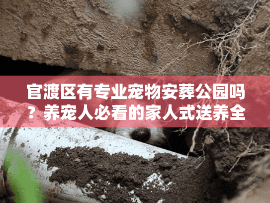 养宠人必看的家人式送养全指南图片