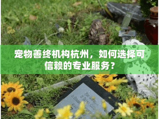 宠物善终机构杭州，如何选择可信赖的专业服务？