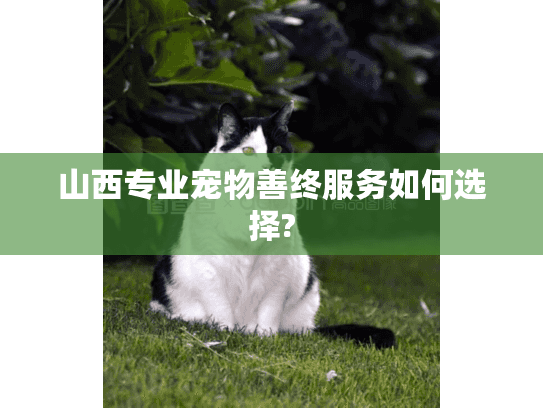 山西专业宠物善终服务如何选择?