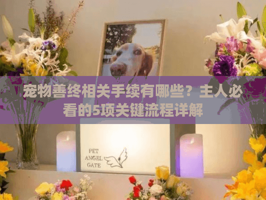 宠物善终相关手续有哪些？主人必看的5项关键流程详解