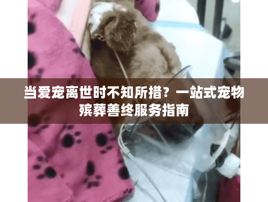 当爱宠离世时不知所措？一站式宠物殡葬善终服务指南