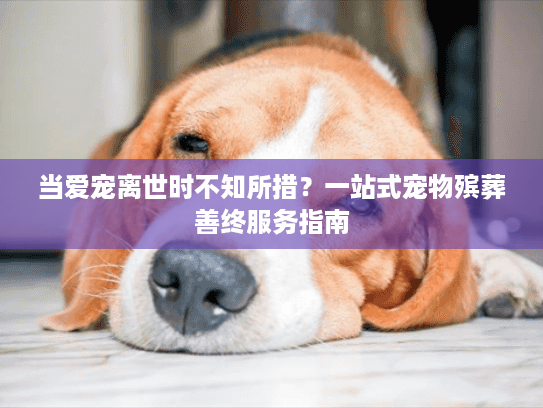 当爱宠离世时不知所措？一站式宠物殡葬善终服务指南