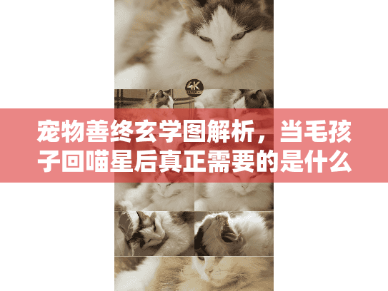 宠物善终玄学图解析，当毛孩子回喵星后真正需要的是什么？