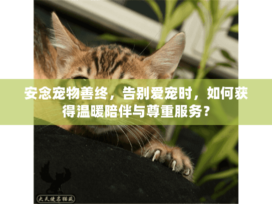 安念宠物善终，告别爱宠时，如何获得温暖陪伴与尊重服务？
