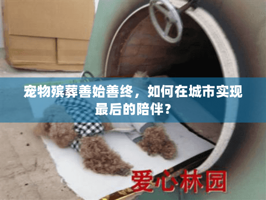 宠物殡葬善始善终，如何在城市实现最后的陪伴？