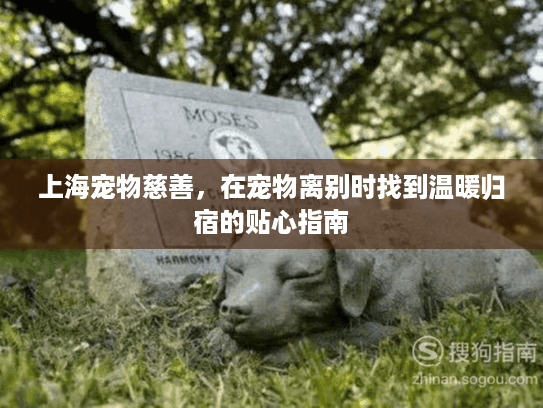 上海宠物慈善，在宠物离别时找到温暖归宿的贴心指南