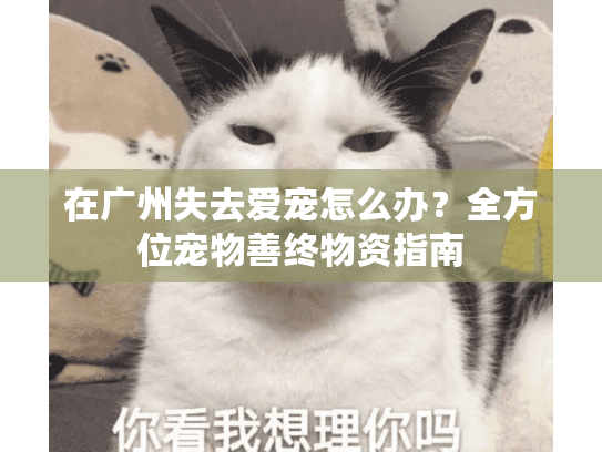 在广州失去爱宠怎么办？全方位宠物善终物资指南
