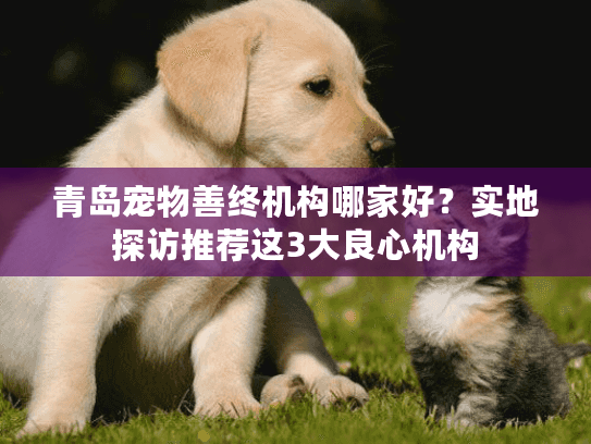 青岛宠物善终机构哪家好？实地探访推荐这3大良心机构