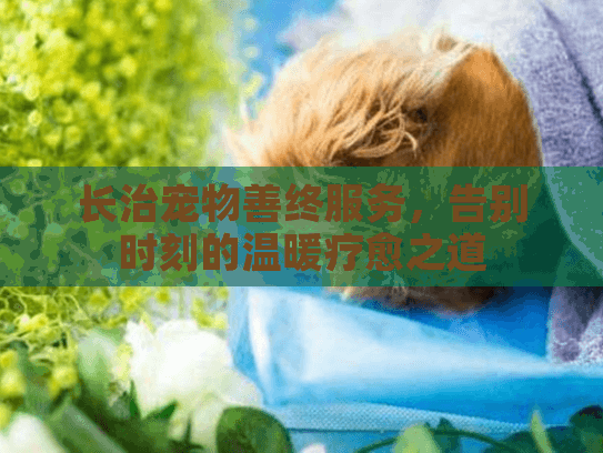 长治宠物善终服务，告别时刻的温暖疗愈之道
