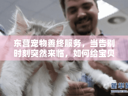 东营宠物善终服务，当告别时刻突然来临，如何给宝贝体面送别？