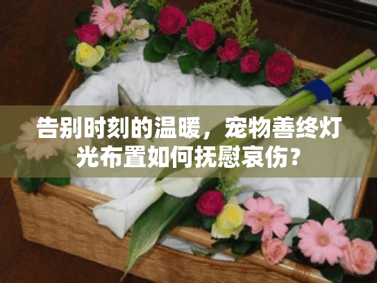 告别时刻的温暖，宠物善终灯光布置如何抚慰哀伤？