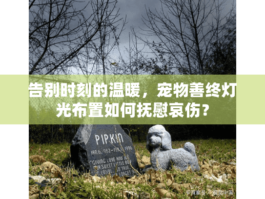 告别时刻的温暖，宠物善终灯光布置如何抚慰哀伤？