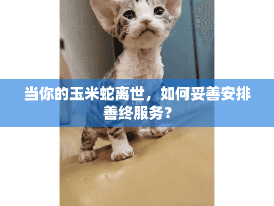 当你的玉米蛇离世，如何妥善安排善终服务？