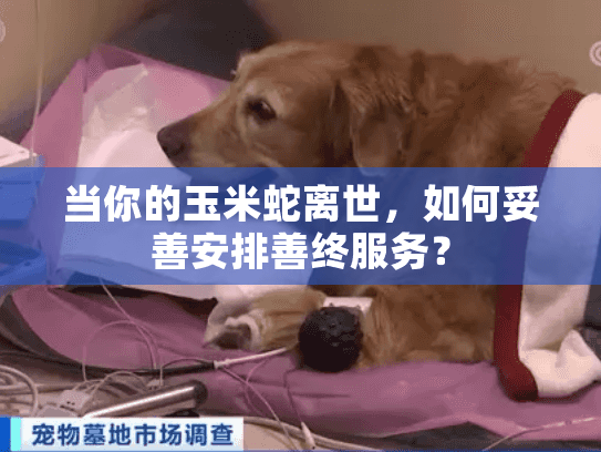 当你的玉米蛇离世，如何妥善安排善终服务？
