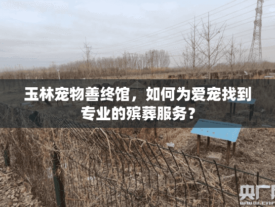玉林宠物善终馆，如何为爱宠找到专业的殡葬服务？