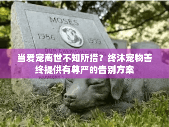 当爱宠离世不知所措？终沐宠物善终提供有尊严的告别方案