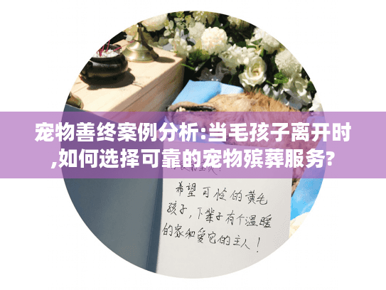 宠物善终案例分析:当毛孩子离开时,如何选择可靠的宠物殡葬服务?