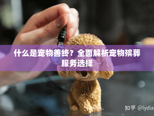 什么是宠物善终？全面解析宠物殡葬服务选择