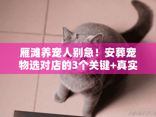 雁滩养宠人别急！安葬宠物选对店的3个关键+真实避坑案例