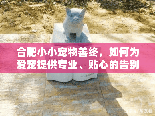合肥小小宠物善终，如何为爱宠提供专业、贴心的告别服务？