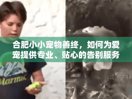 合肥小小宠物善终，如何为爱宠提供专业、贴心的告别服务？