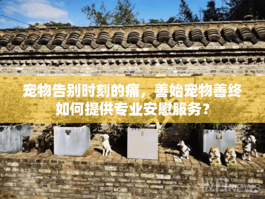 宠物告别时刻的痛，善始宠物善终如何提供专业安慰服务？