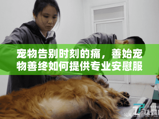 宠物告别时刻的痛，善始宠物善终如何提供专业安慰服务？