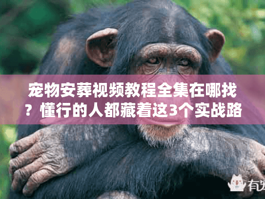 宠物安葬视频教程全集在哪找？懂行的人都藏着这3个实战路径