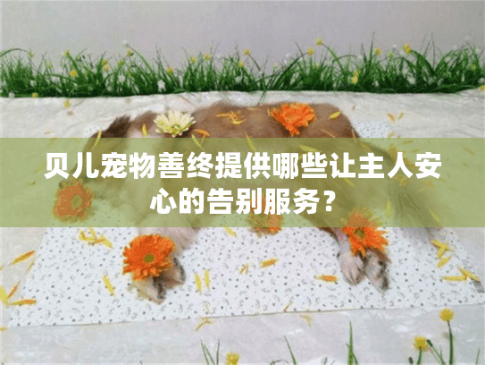 贝儿宠物善终提供哪些让主人安心的告别服务？